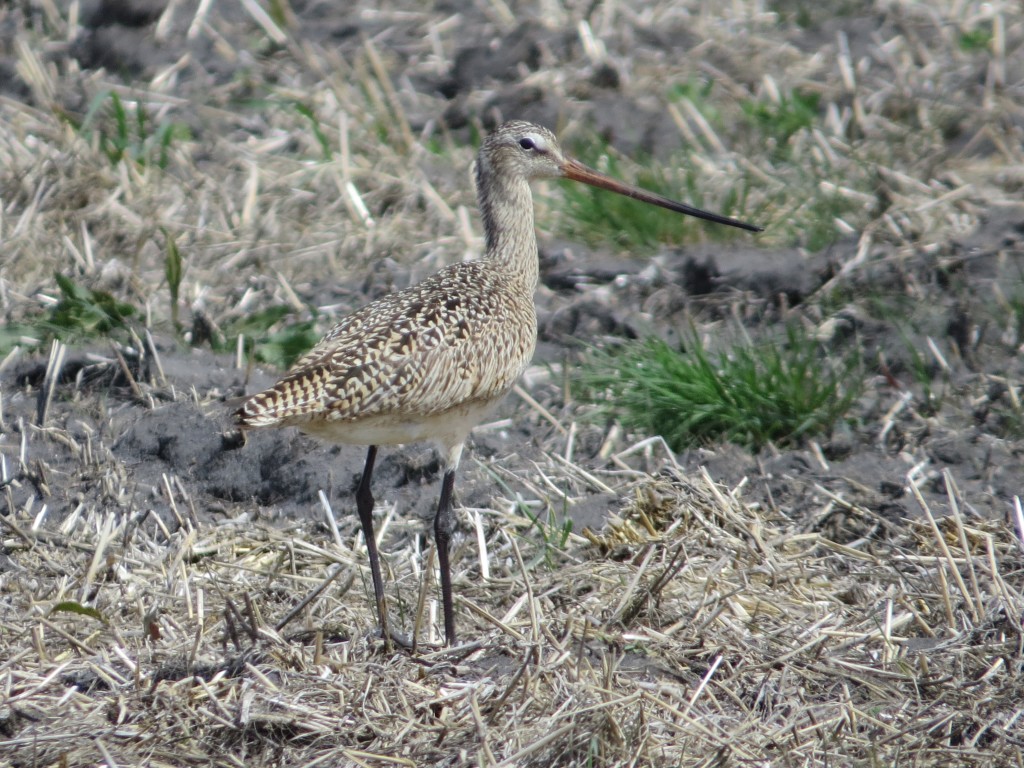 Marbled Godwit