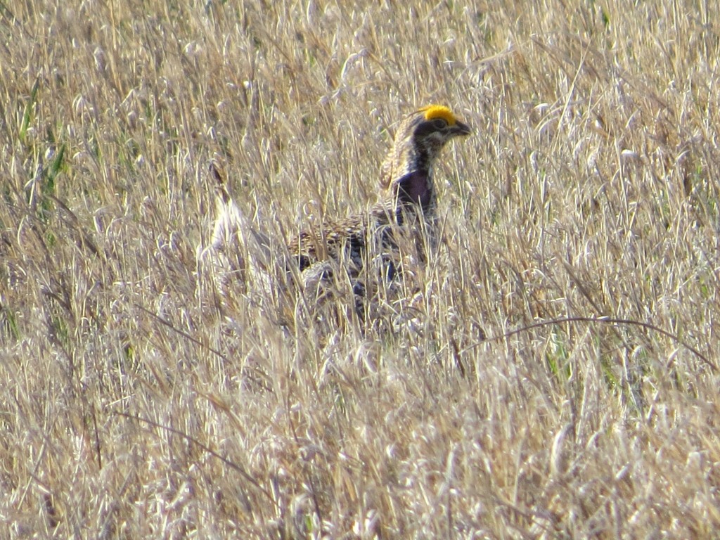 Sharp-tailed Grouse