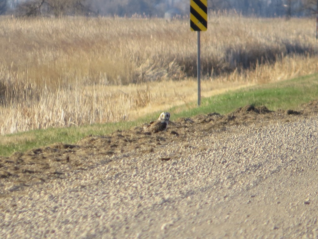 Short-eared Owl