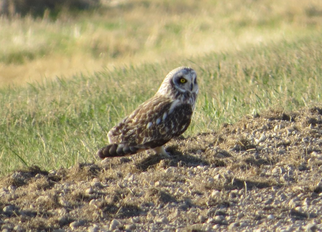 Short-eared Owl