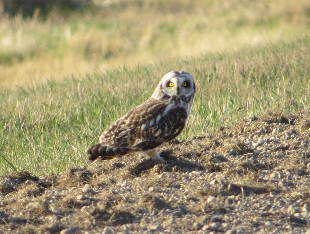 Short-eared Owl