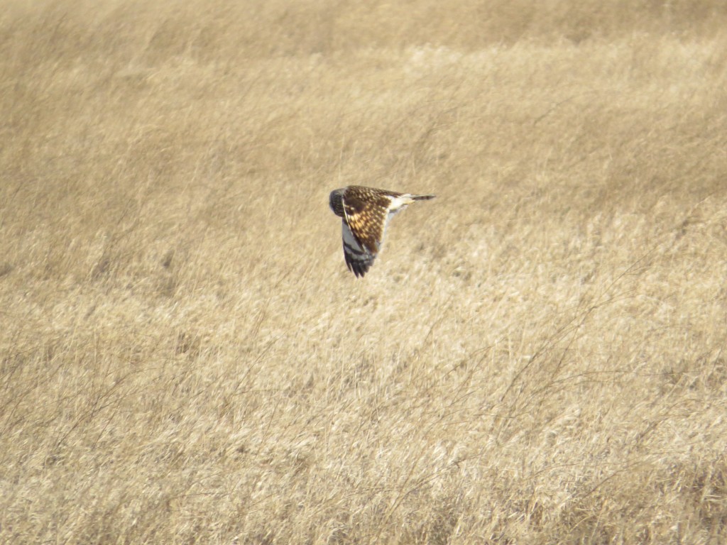 Short-eared Owl