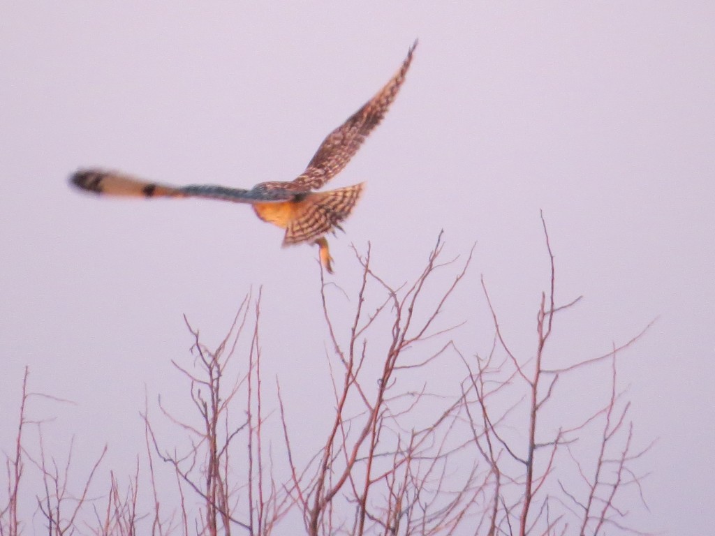 Short-eared Owl