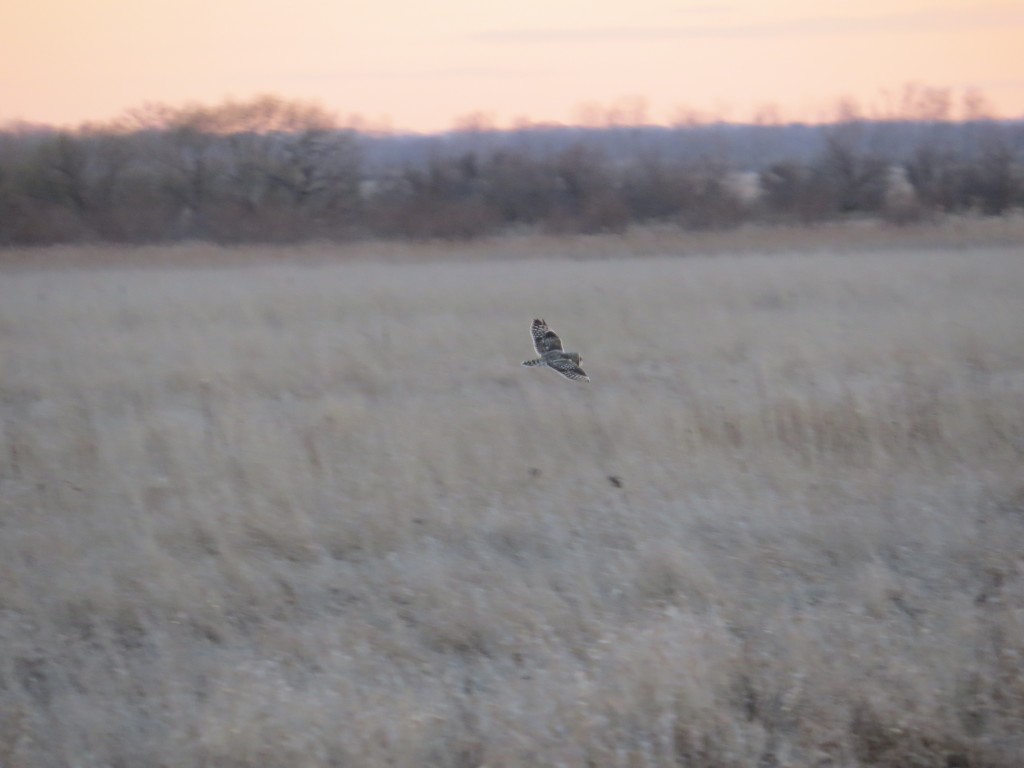 Short-eared Owl