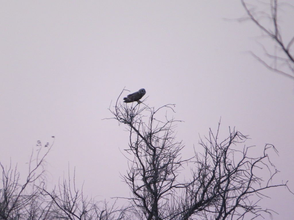 Short-eared Owl