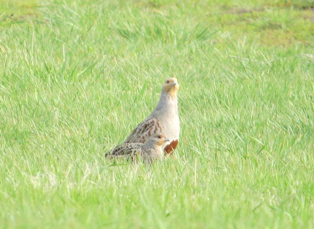 Gray Partridge