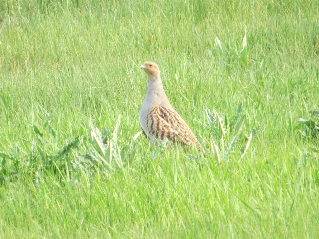 Gray Partridge