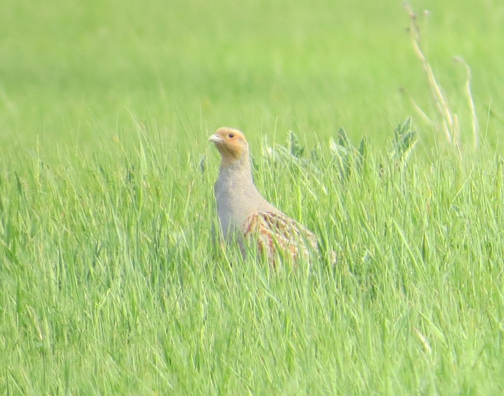 Gray Partridge