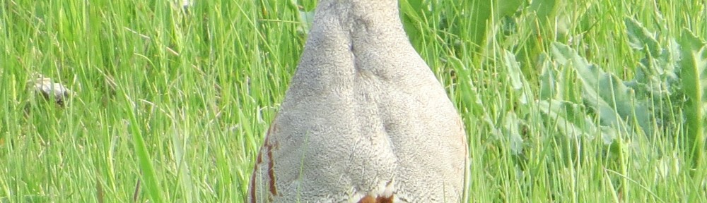 Gray Partridge