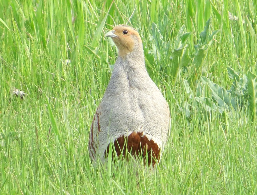 Gray Partridge