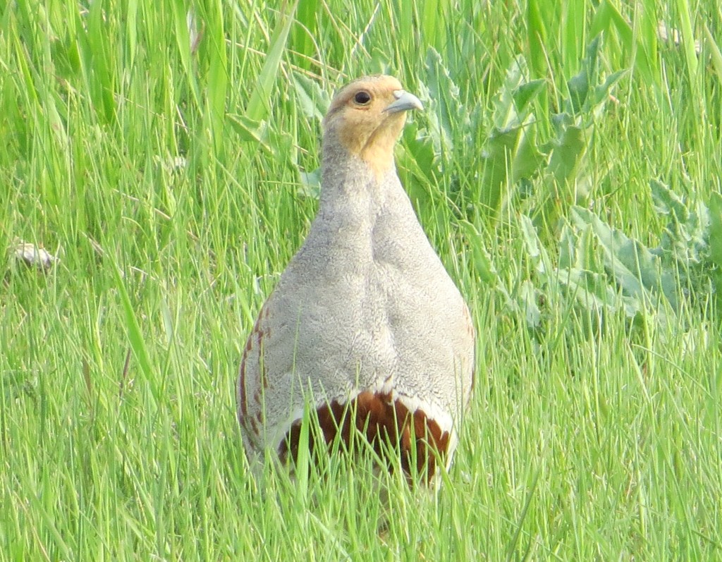 Gray Partridge