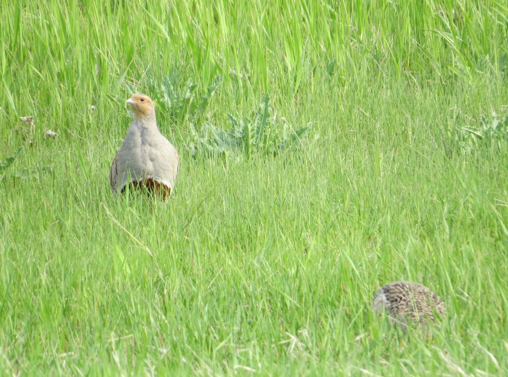 Gray Partridge