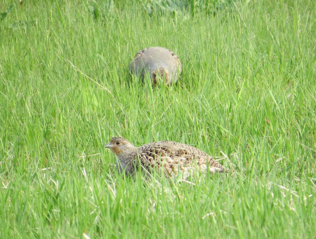 Gray Partridge