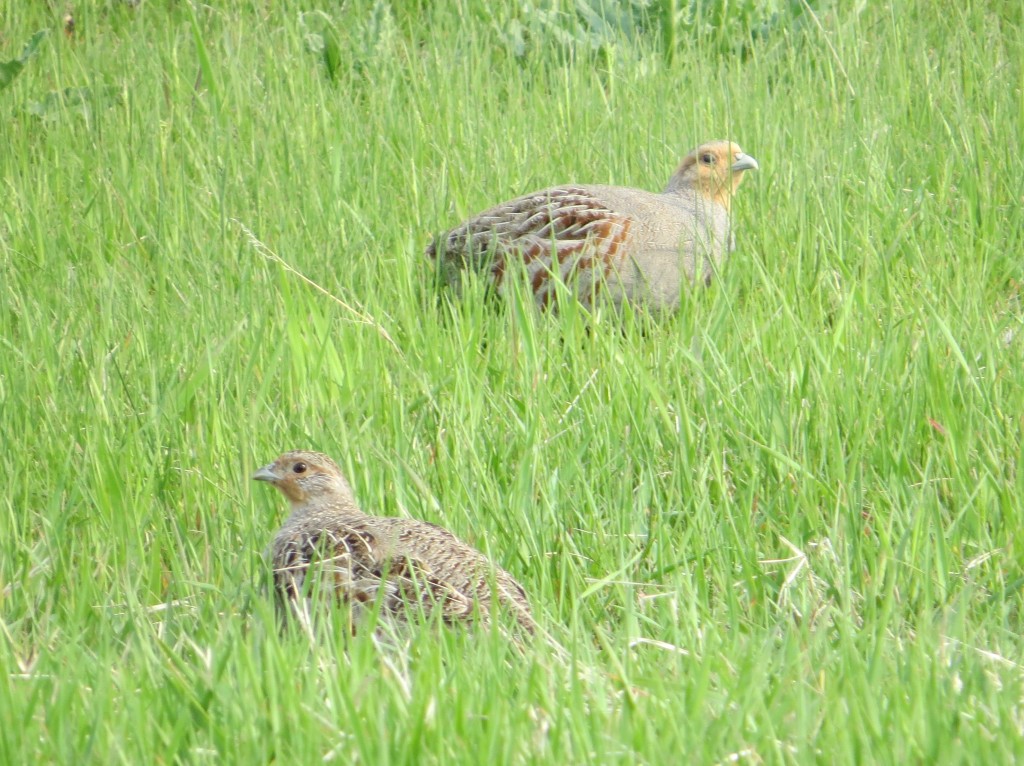 Gray Partridge