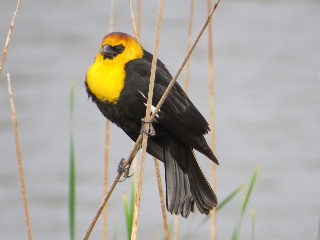 Yellow-headed Blackbird