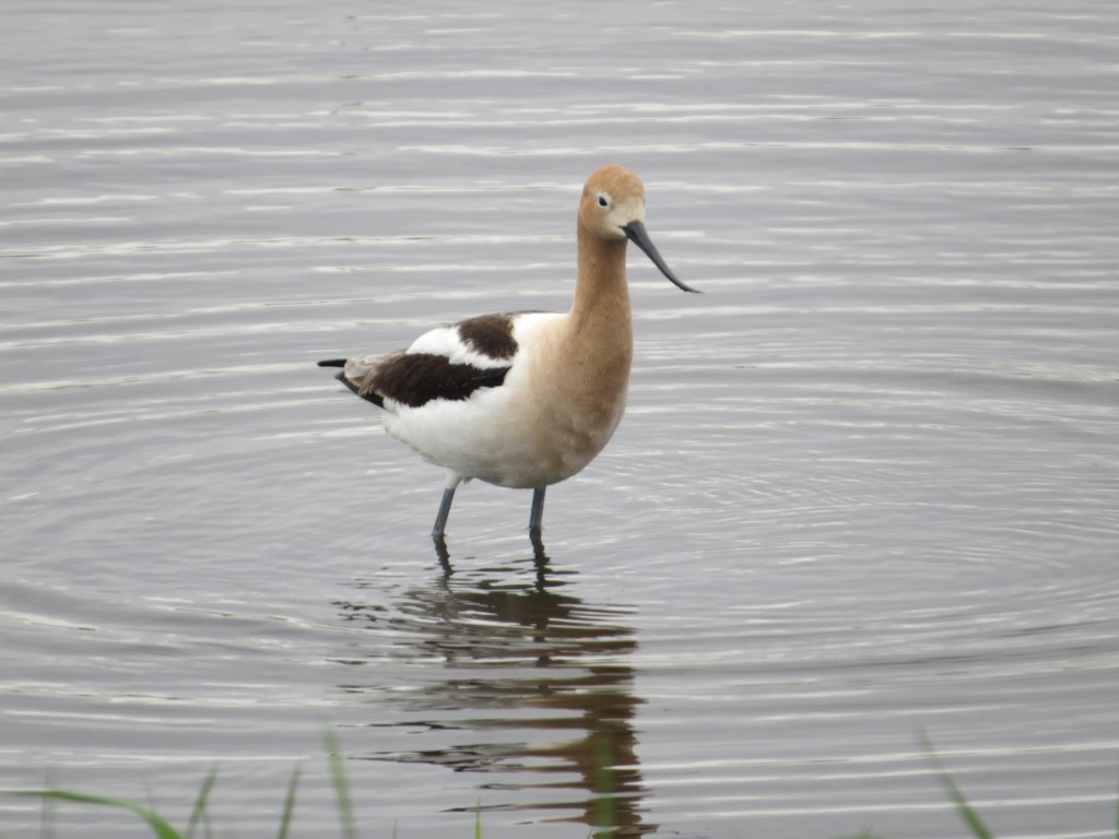 American Avocet