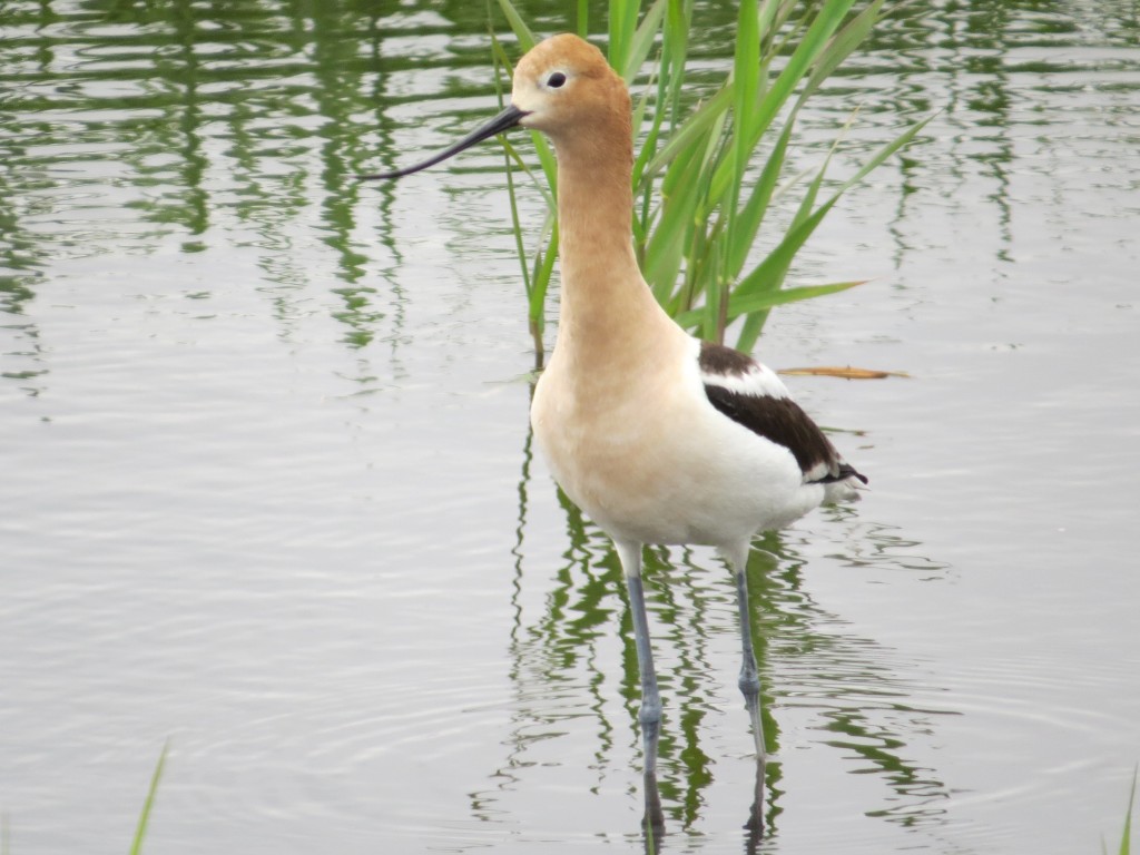 American Avocet