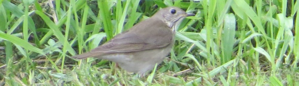 Gray-cheeked Thrush