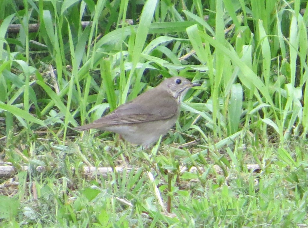 Gray-cheeked Thrush