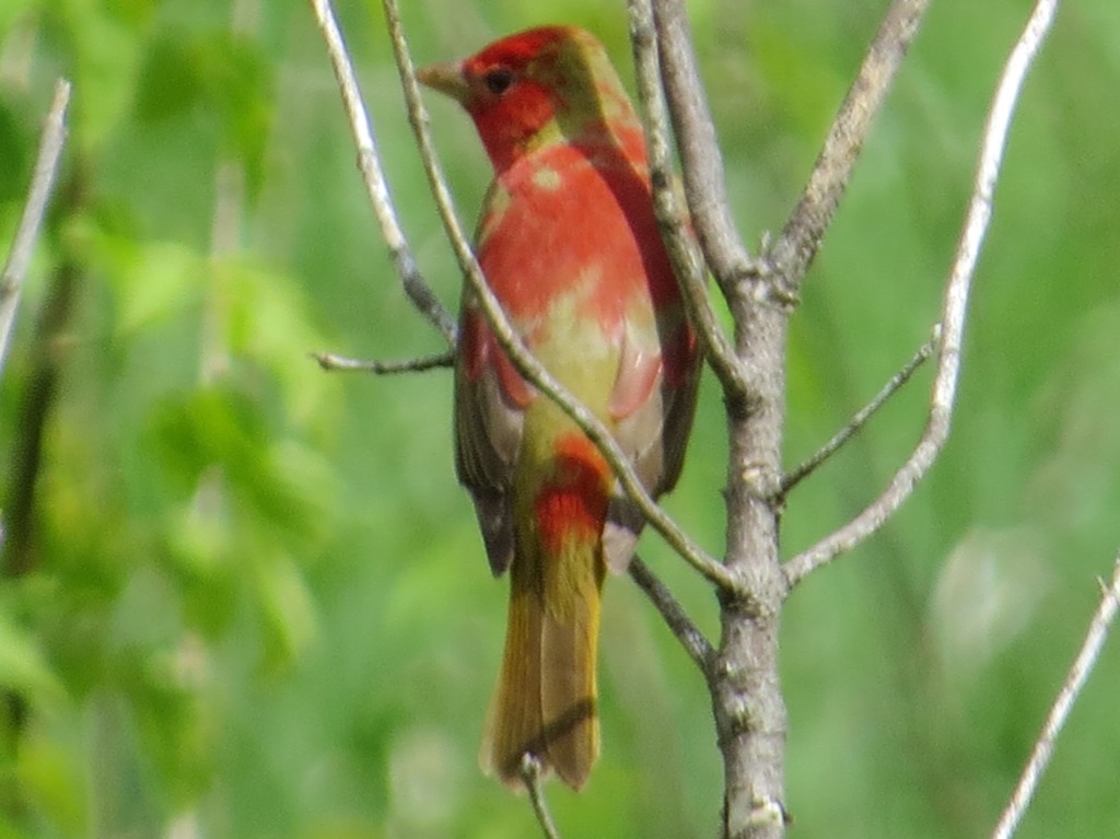 Summer Tanager