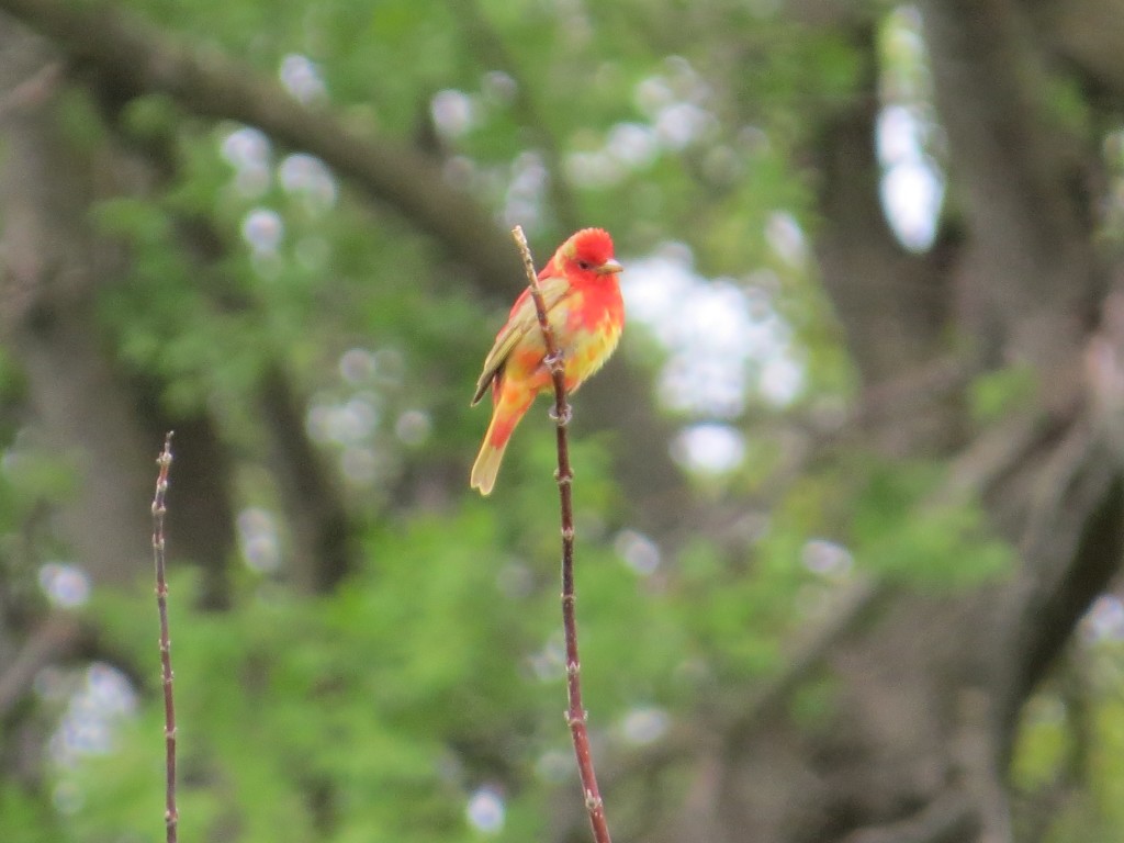 Summer Tanager