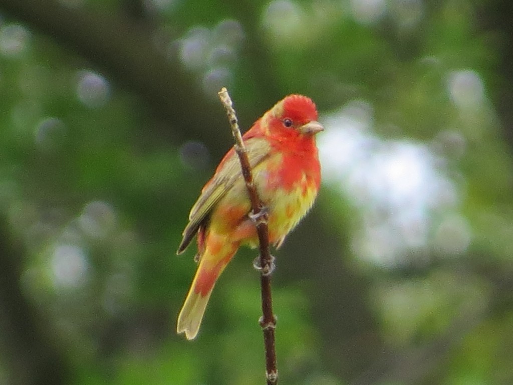 Summer Tanager