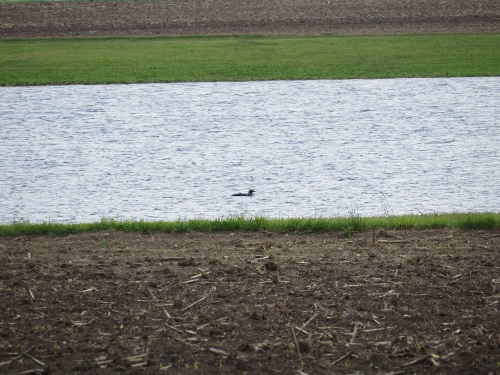 Pacific Loon