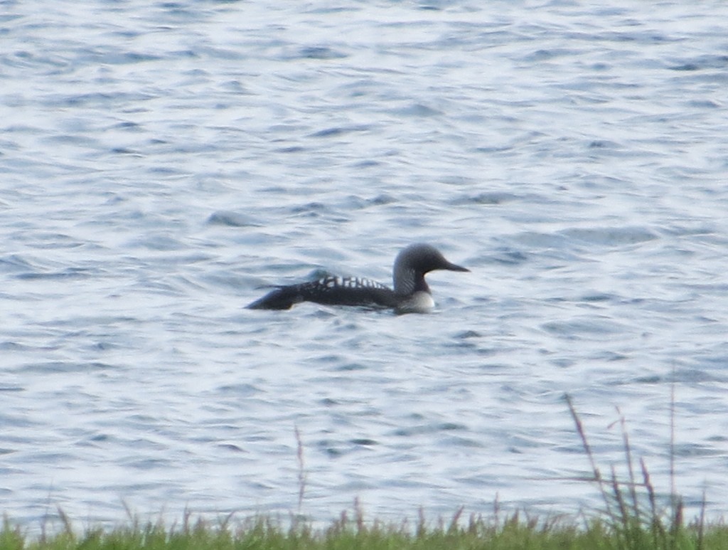 Pacific Loon