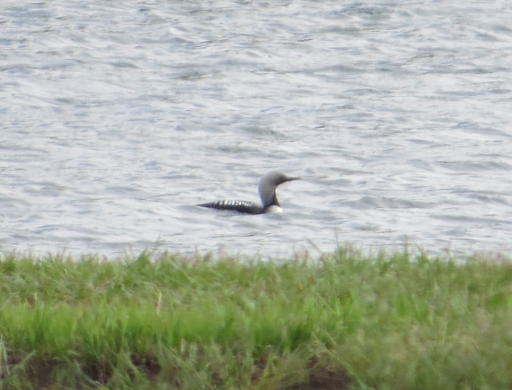 Pacific Loon