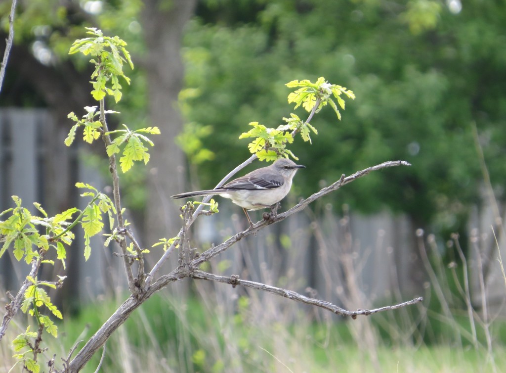 Northern Mockingbird