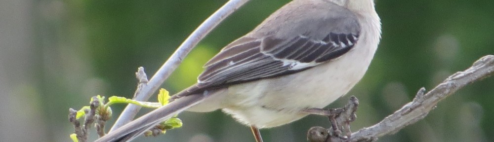 Northern Mockingbird