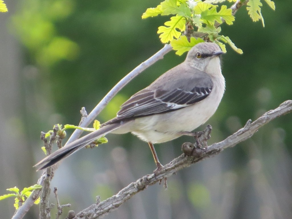 Northern Mockingbird