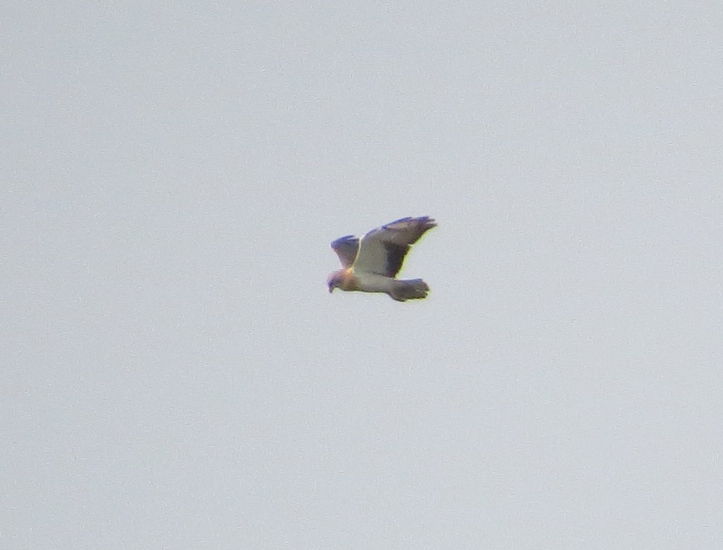 Swainson's Hawk