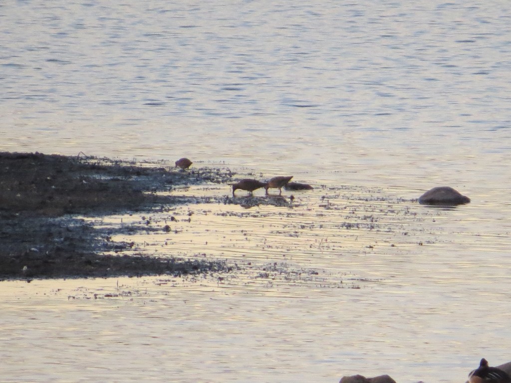 Short-billed Dowitcher