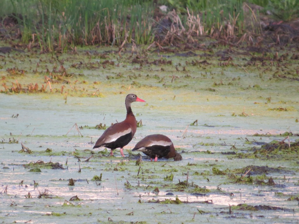 Black-bellied Whistling-Duck