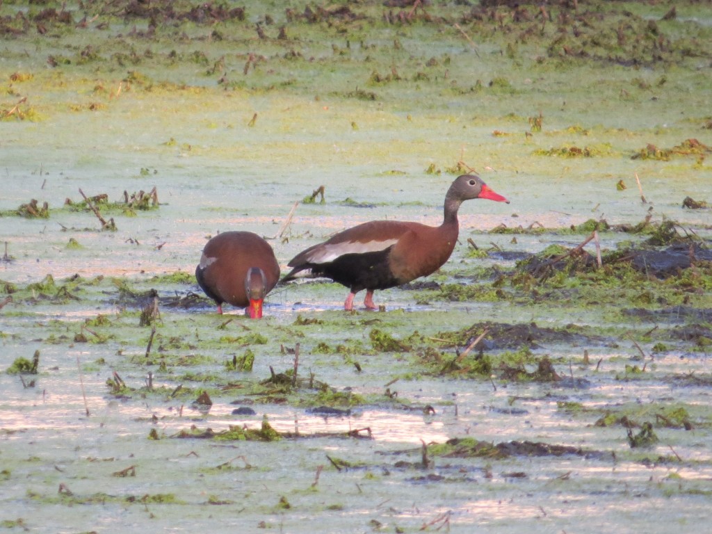 Black-bellied Whistling-Duck