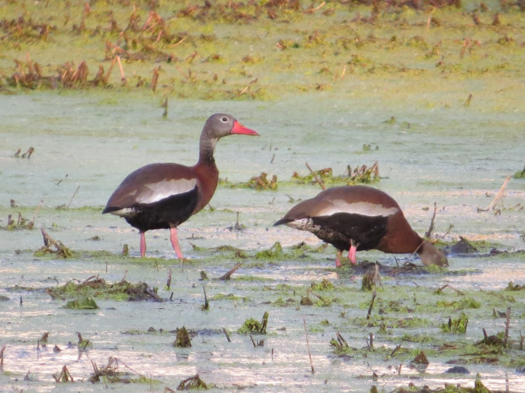 Black-bellied Whistling-Duck