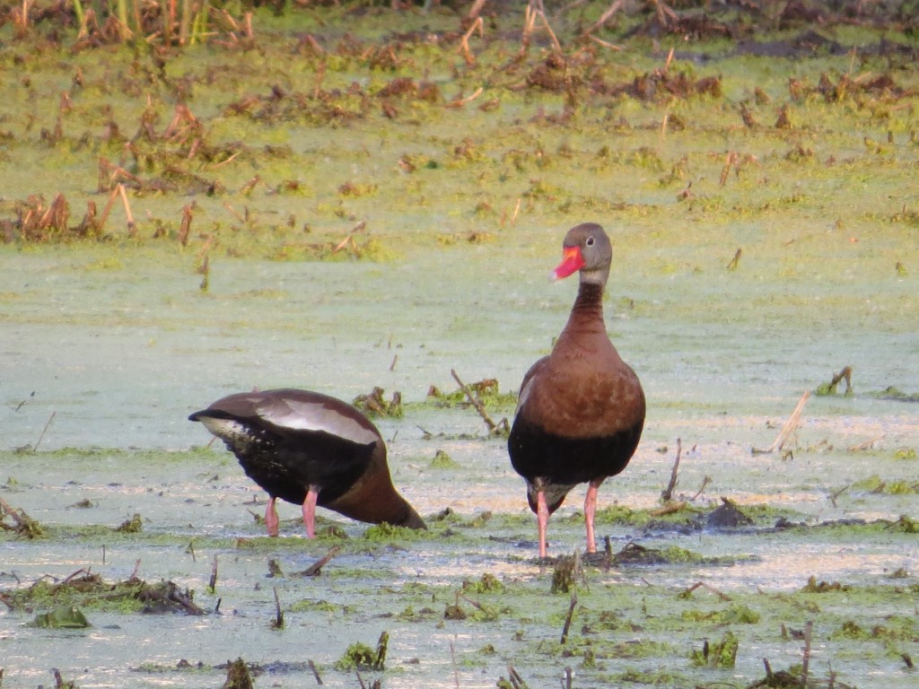 Black-bellied Whistling-Duck