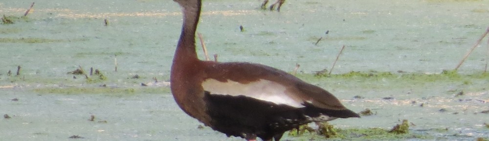 Black-bellied Whistling-Duck