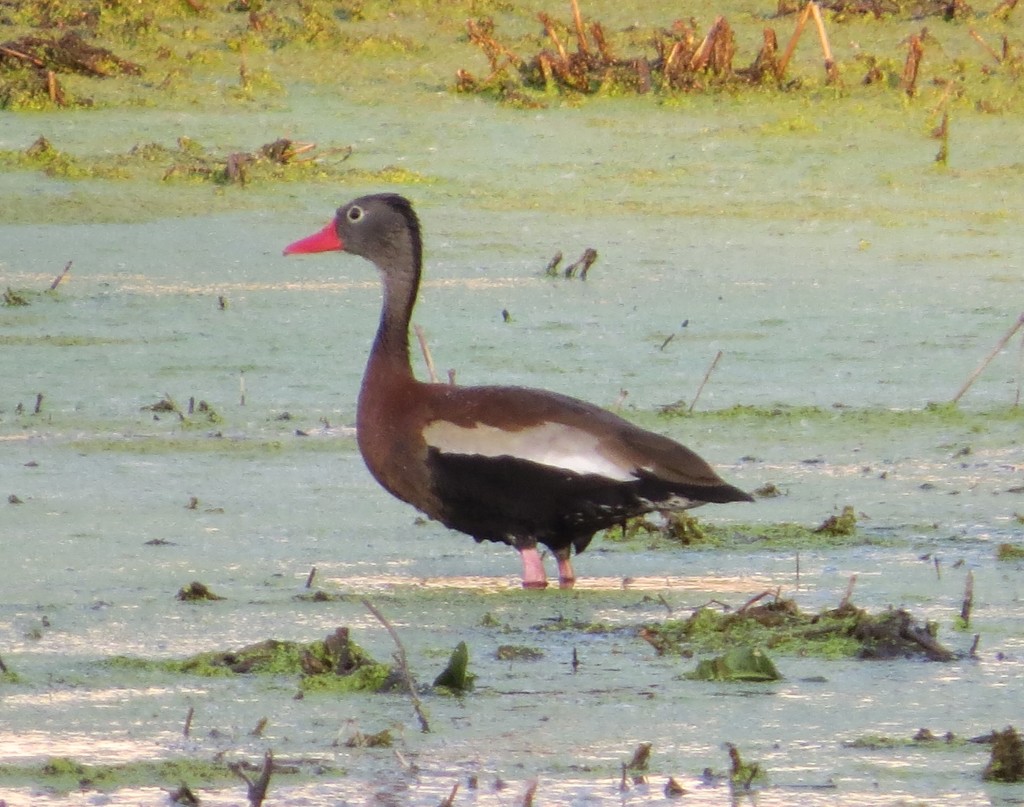 Black-bellied Whistling-Duck