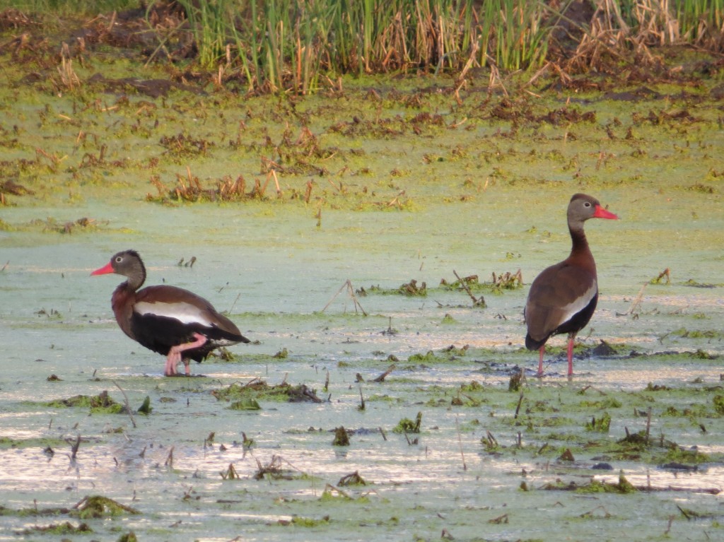 Black-bellied Whistling-Duck