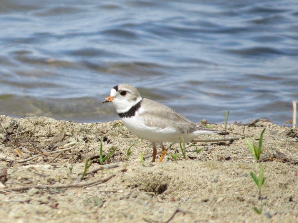 Piping Plover