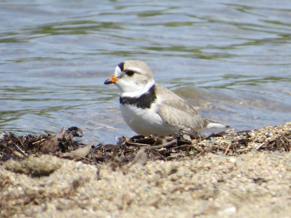 Piping Plover