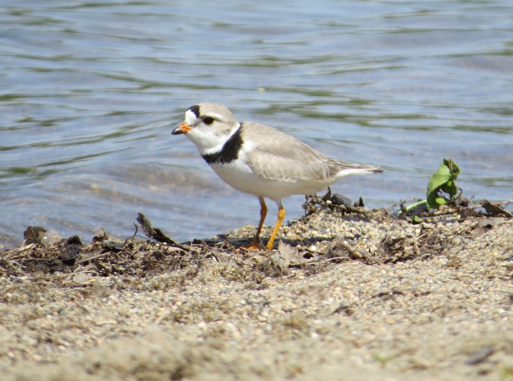 Piping Plover