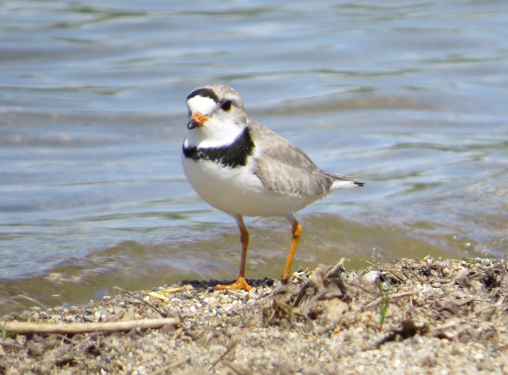 Piping Plover