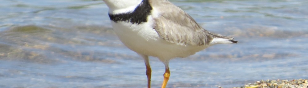 Piping Plover