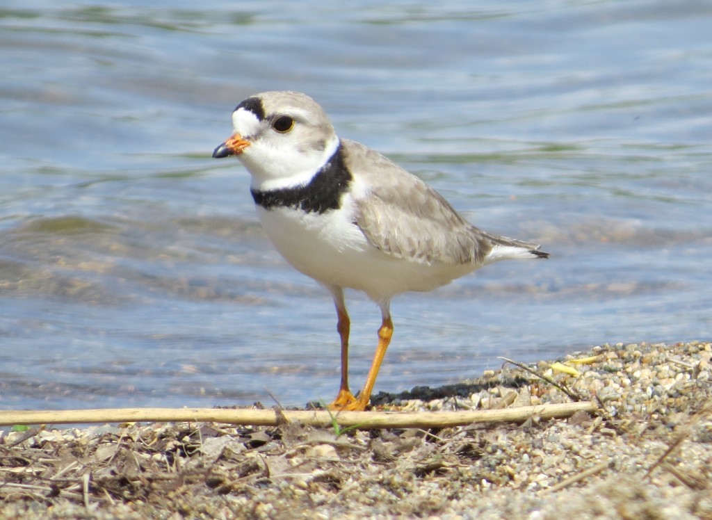 Piping Plover