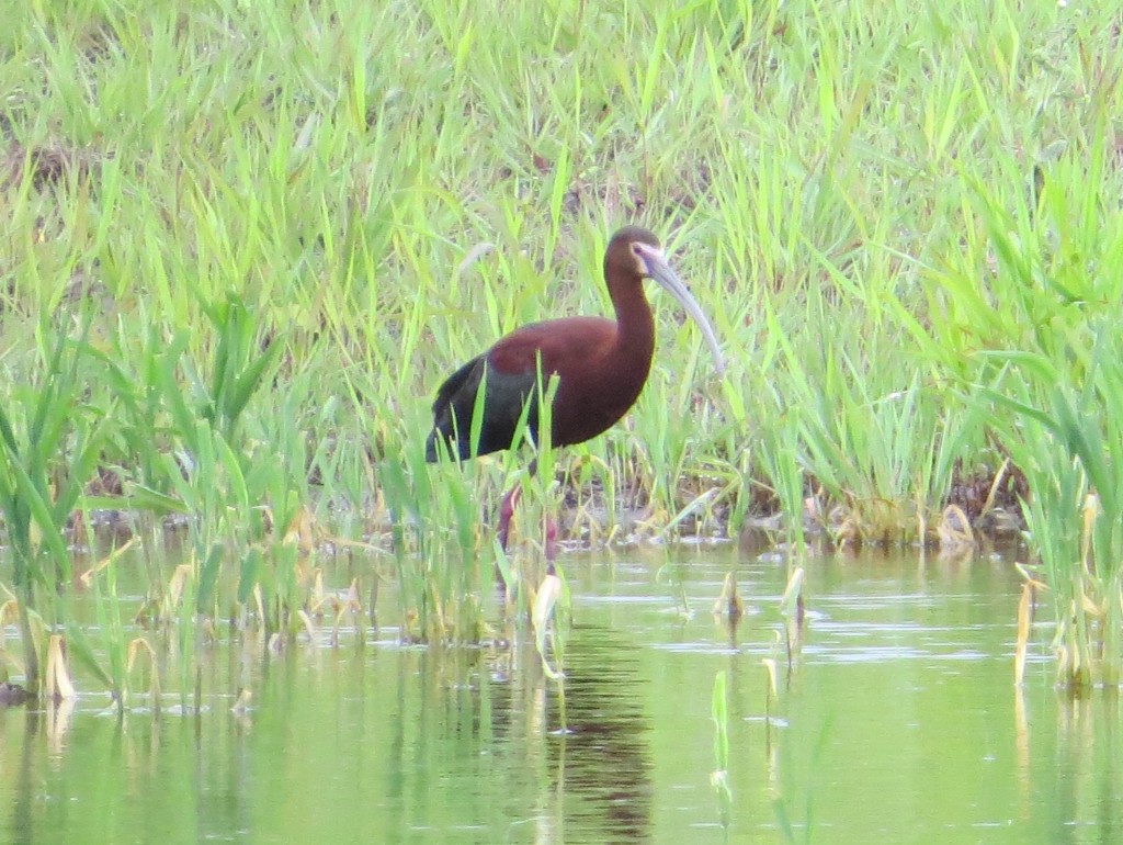 White-faced Ibis