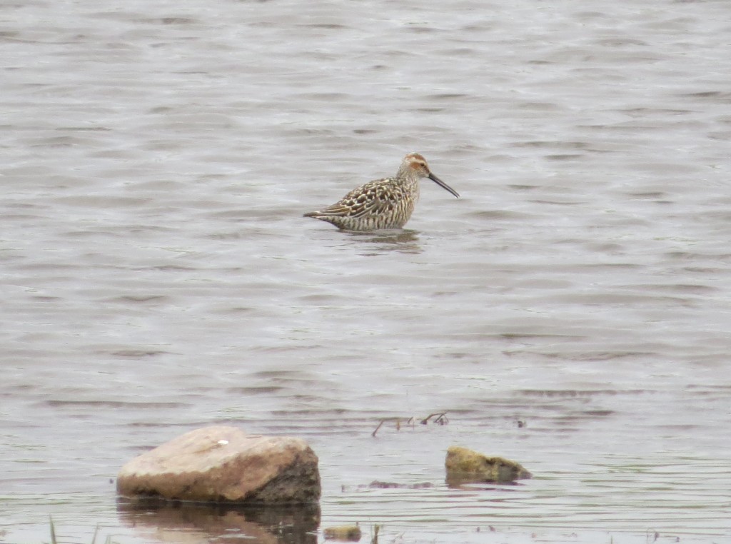 Stilt Sandpiper