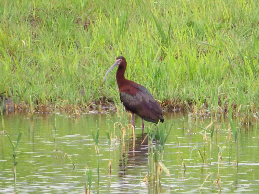 White-faced Ibis